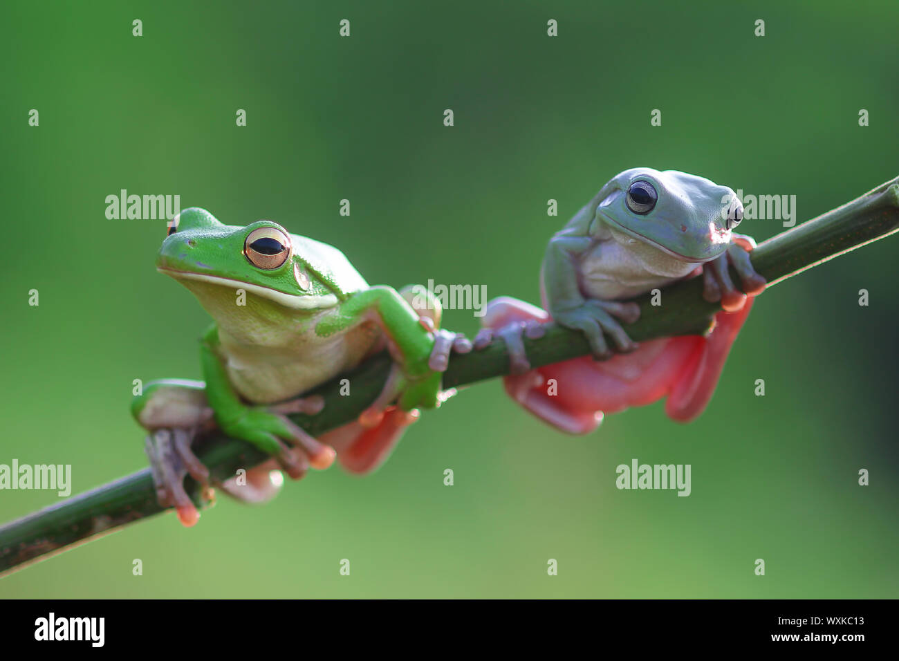 Two Dumpy tree frogs on a branch, Indonesia Stock Photo - Alamy