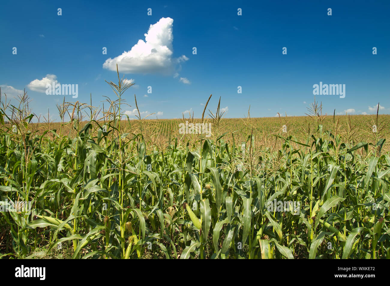 field with corn under blue sky and clouds Stock Photo - Alamy