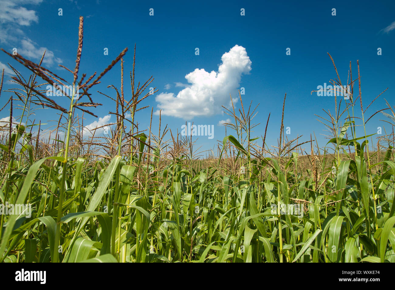 field with corn under blue sky and clouds Stock Photo - Alamy
