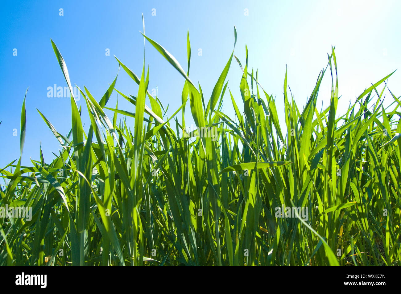 green grass under sunrays Stock Photo - Alamy