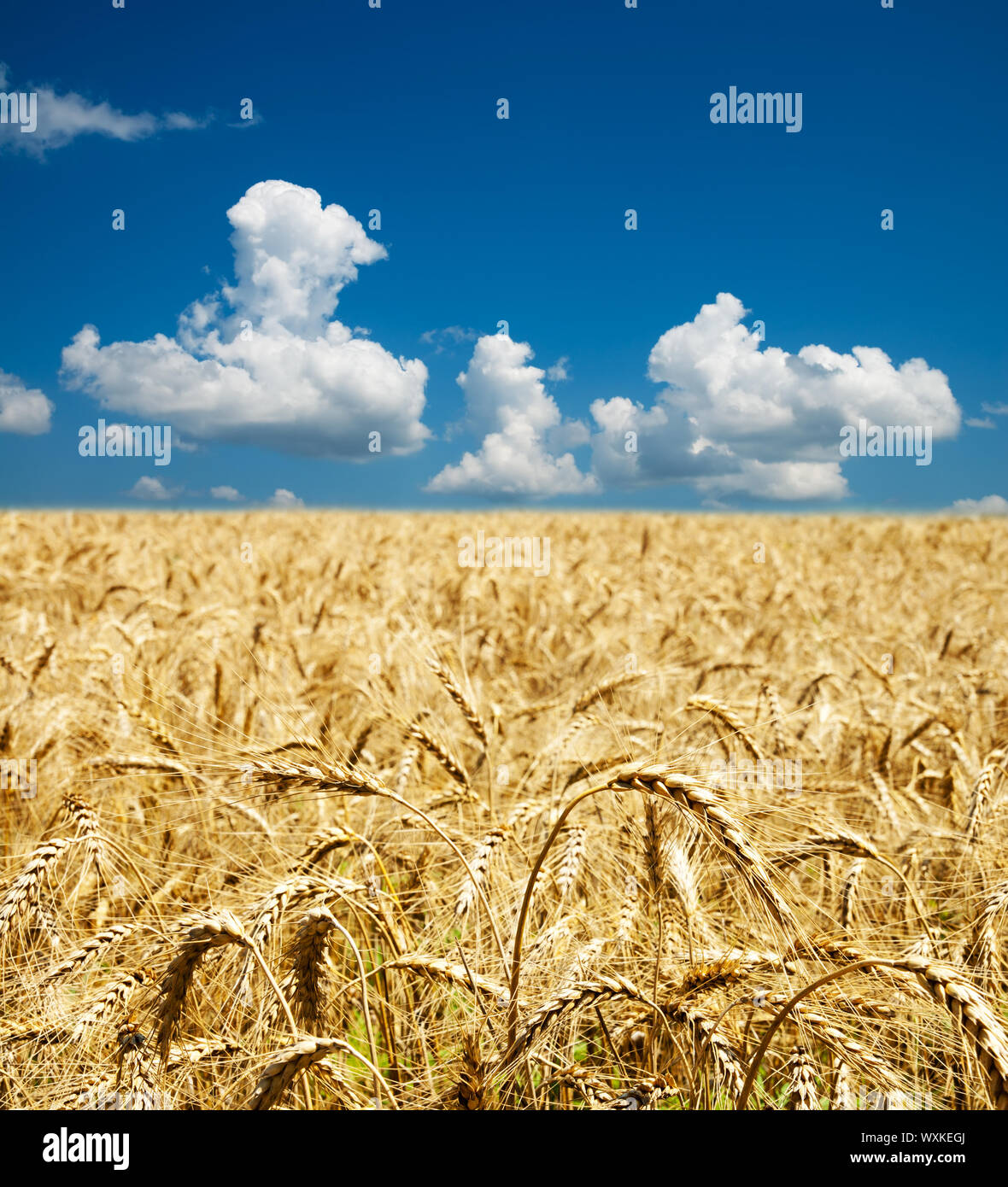 gold ears of wheat under deep blue sky with clouds Stock Photo - Alamy