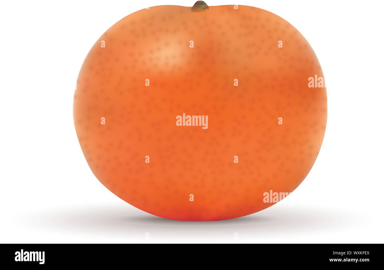 realistic mandarin isolated on white background. Vector illustration ...