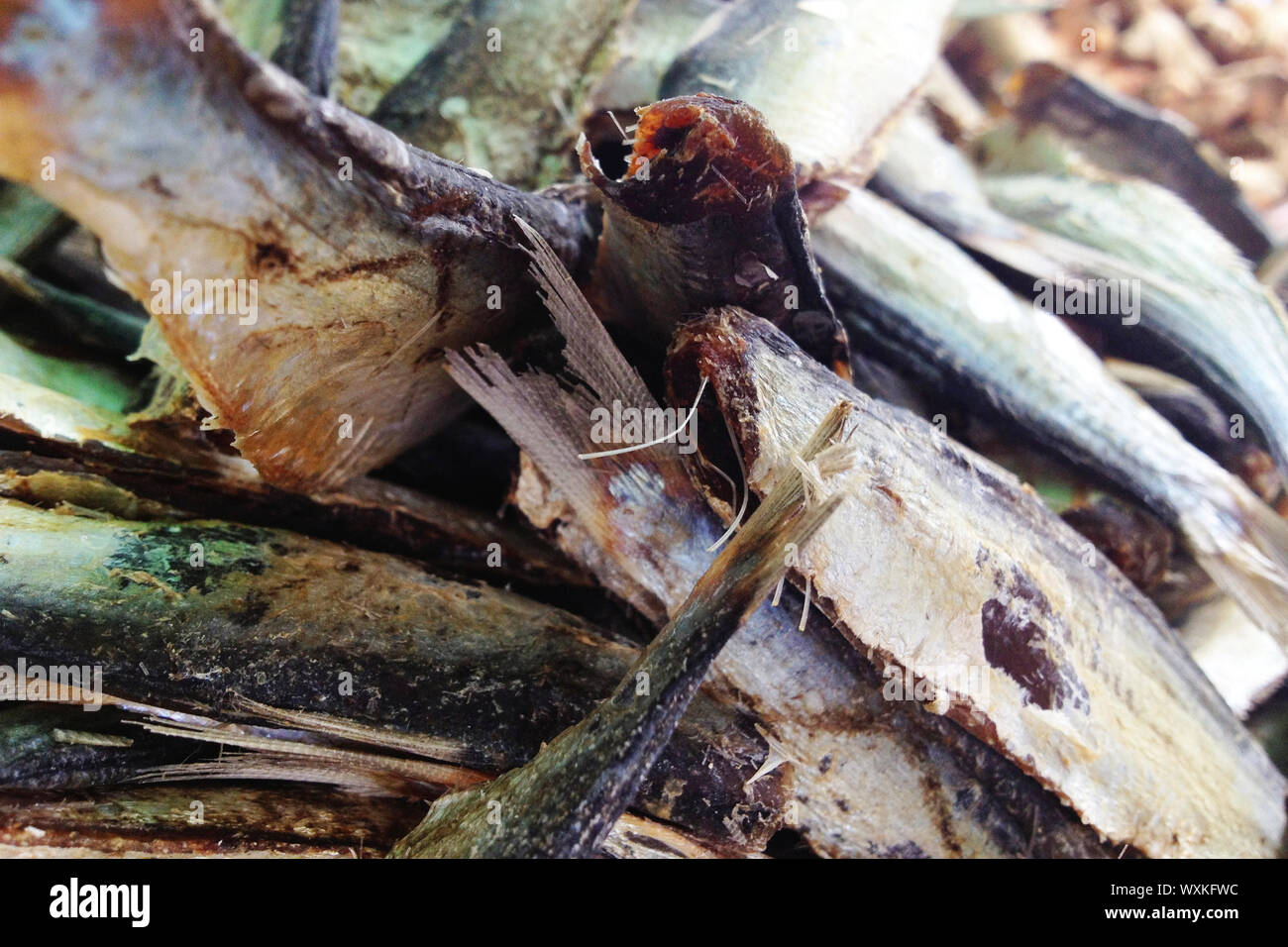 dry salted fish Stock Photo Alamy