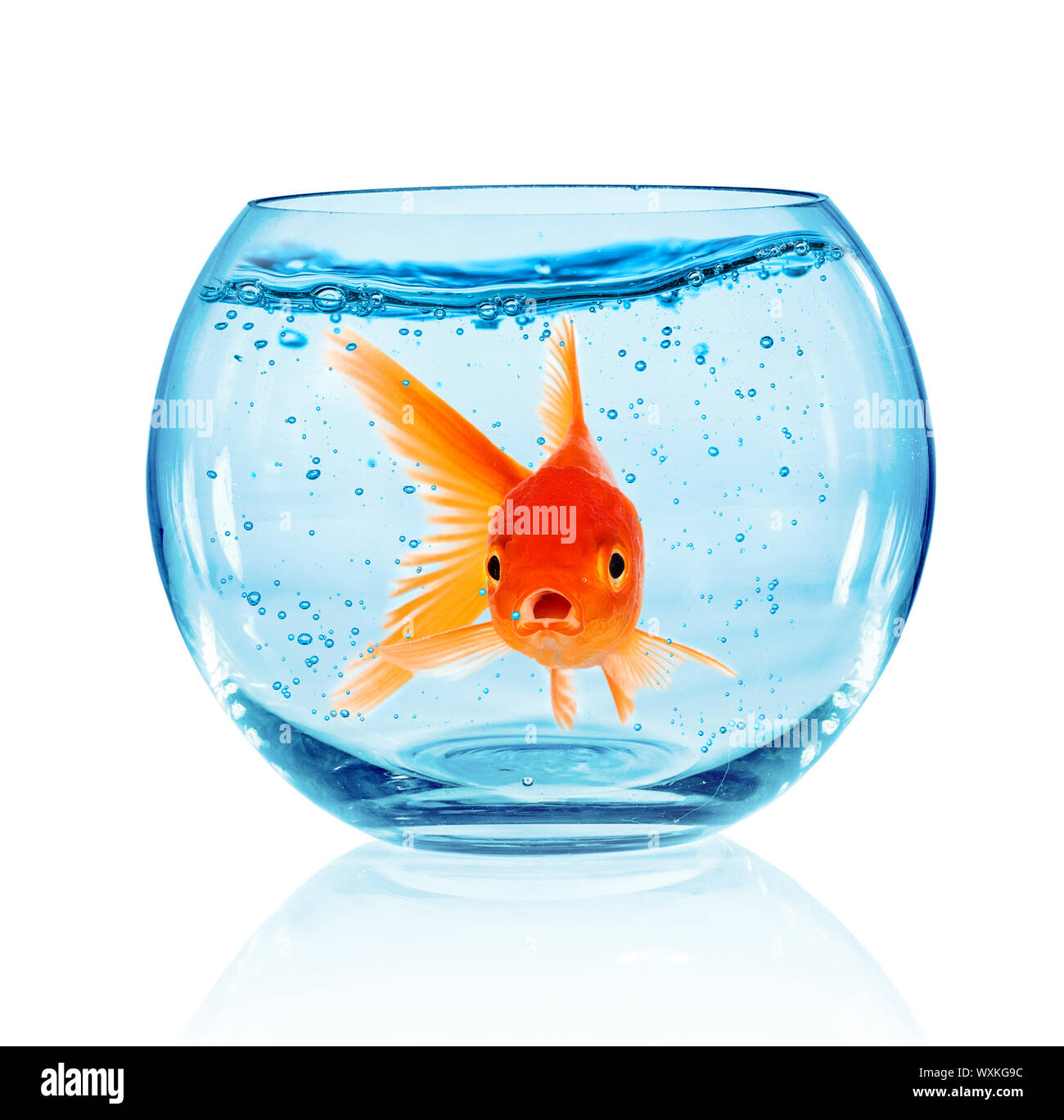 Image showcasing Goldfish in aquarium isolated on white background Stock Photo - Alamy