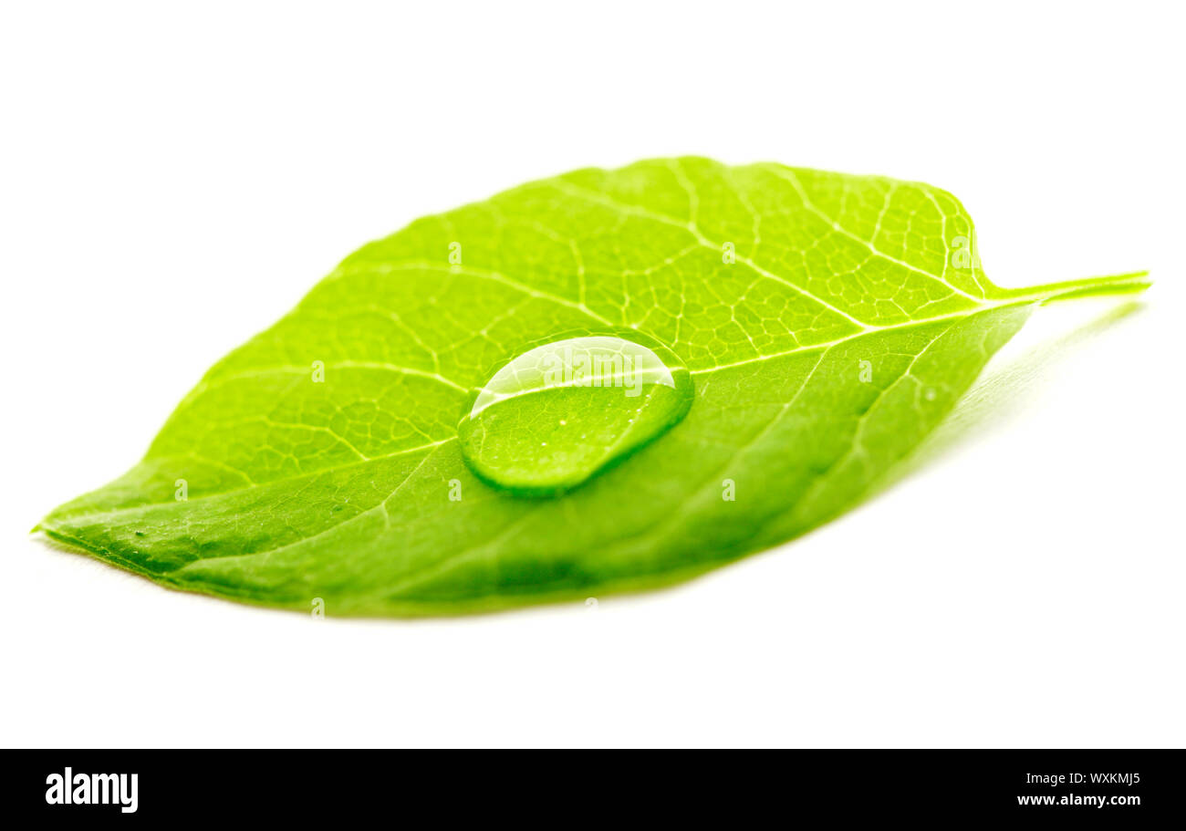 Water drop on leaf isolated on white background macro Stock Photo - Alamy