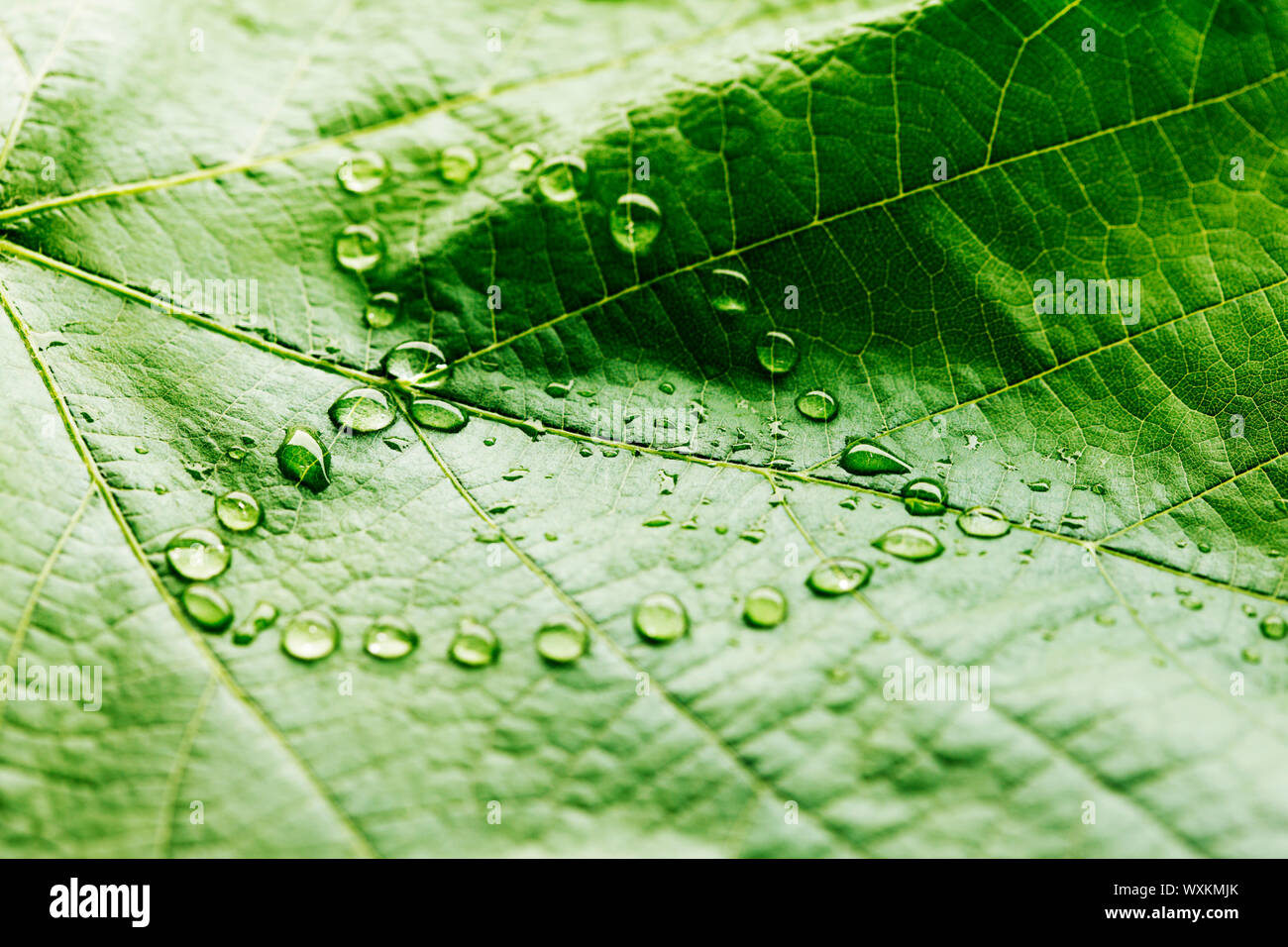 Green leaf with drops of water shaped as heart, love concept Stock ...