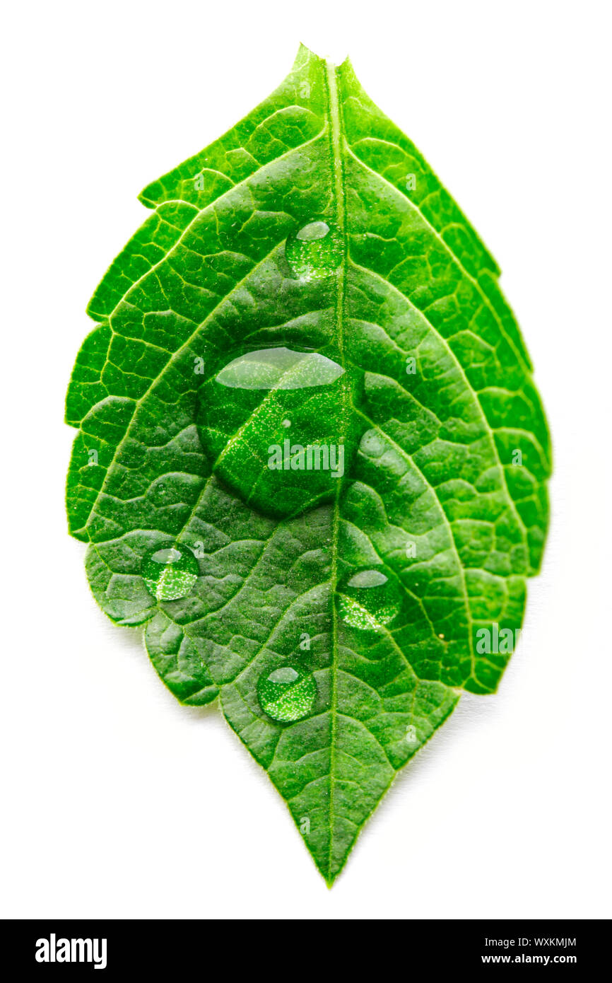 Water drop on leaf isolated on white background macro Stock Photo - Alamy