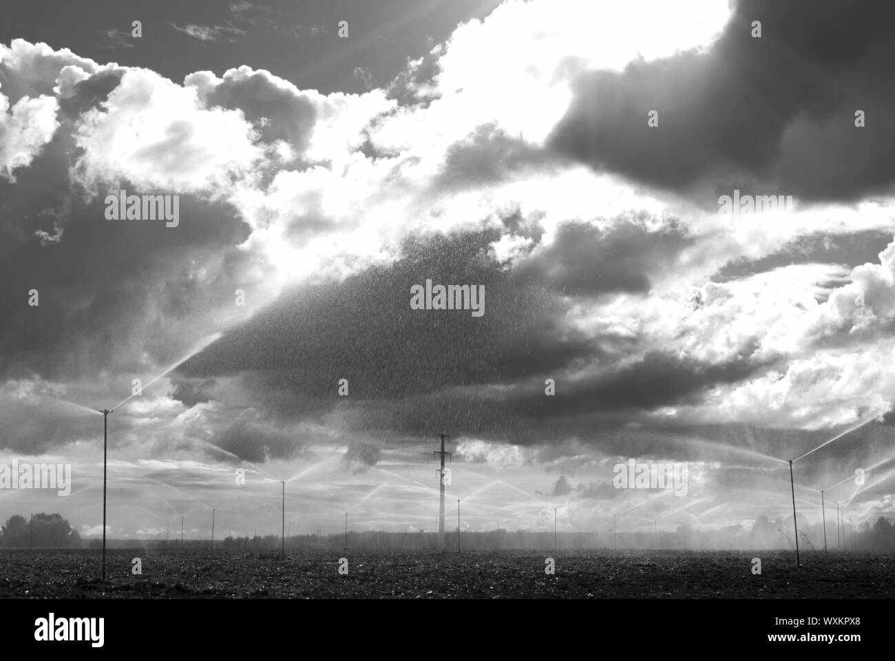 Field with sprinklers watering the sowing in a day with cloudy sky. Storm. Stock Photo