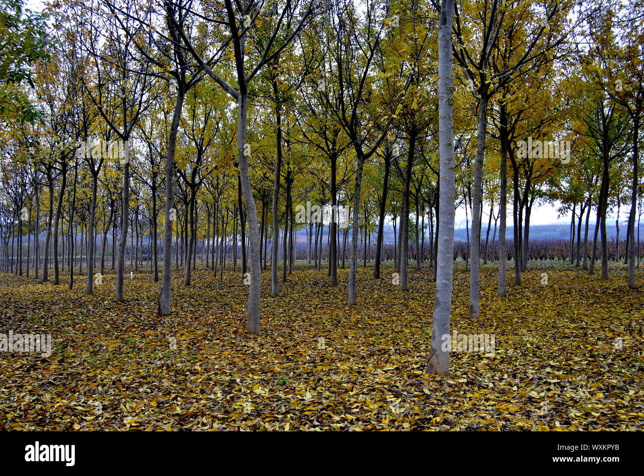 Field with walnut trees. Autumn landscape. Fallen leaves covering the ...