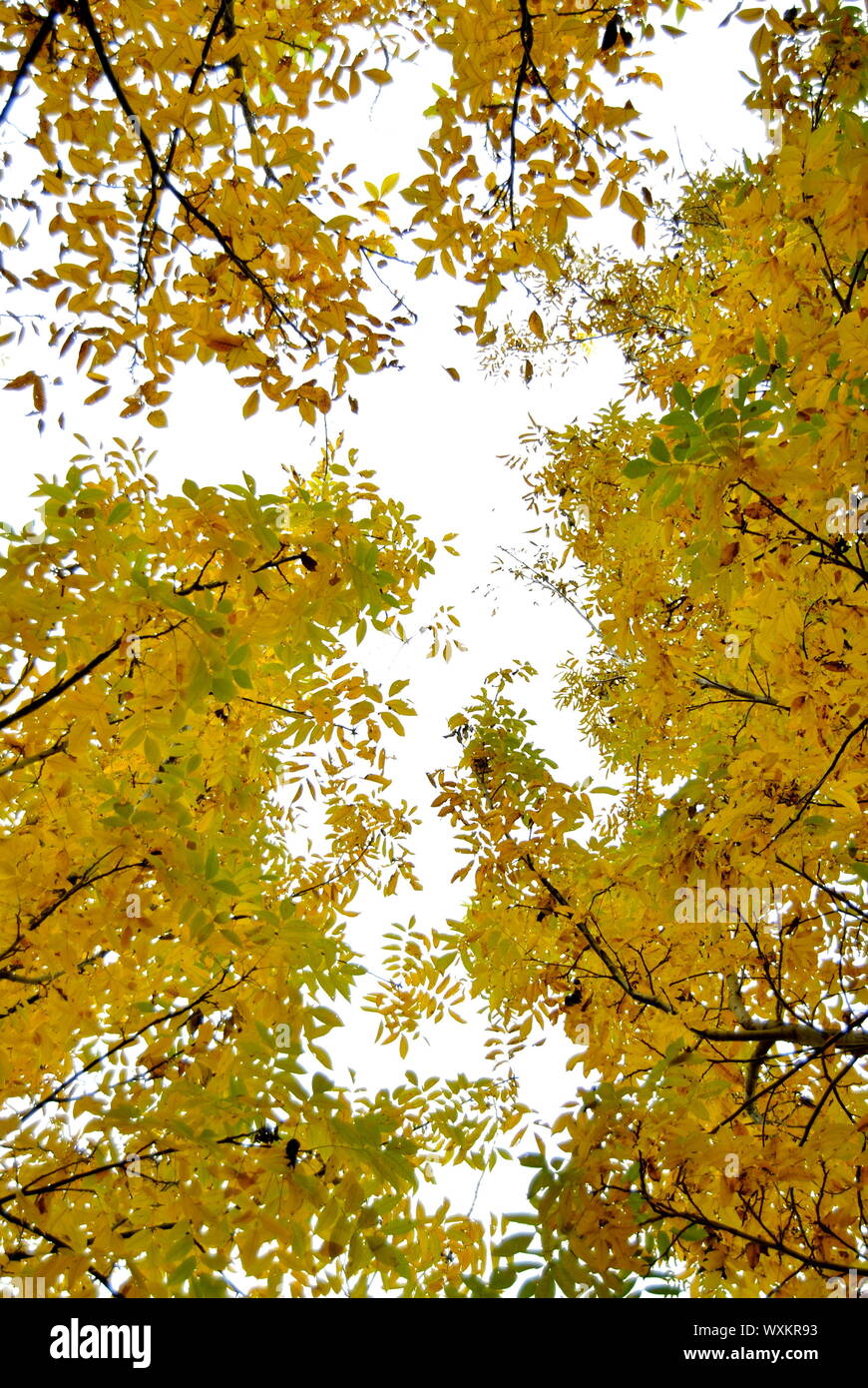 Field with walnut trees. Autumn landscape. Fallen leaves covering the ...