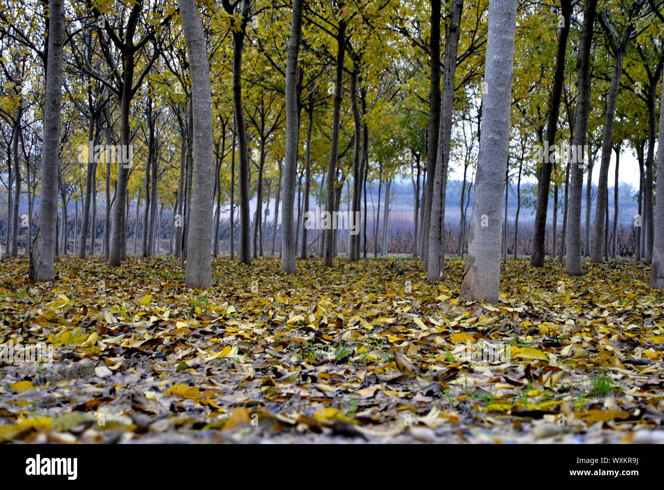 Field with walnut trees. Autumn landscape. Fallen leaves covering the ...