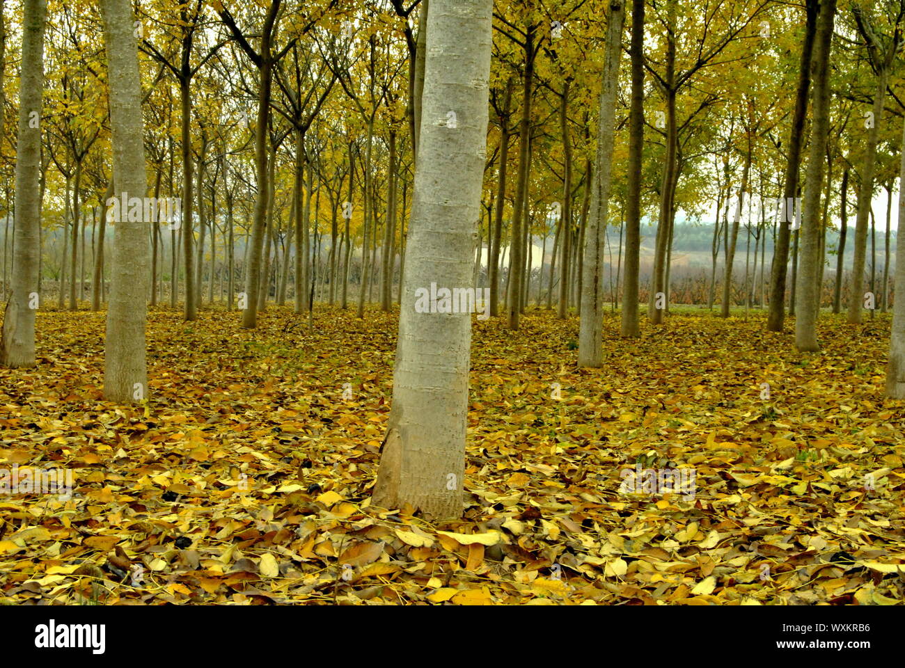 Walnut tree abstract branches leaves hi-res stock photography and ...