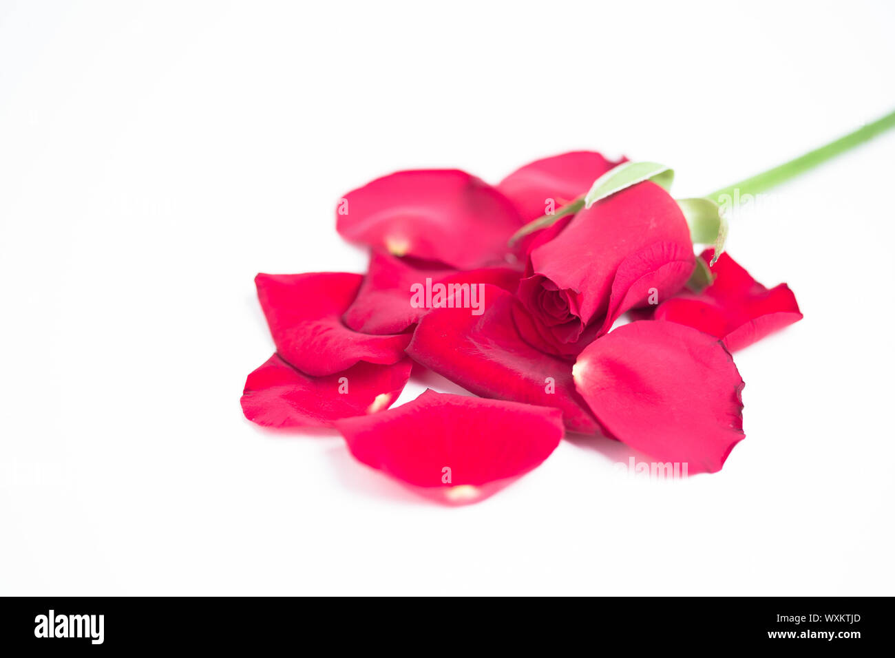 Pink rose and petals on white background Stock Photo - Alamy