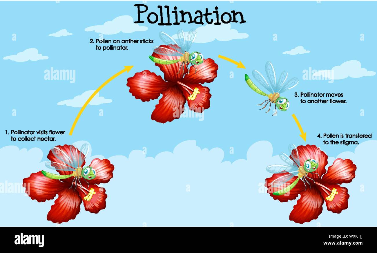 Diagram showing pollination with flowers and bugs illustration Stock Vector Image & Art Alamy