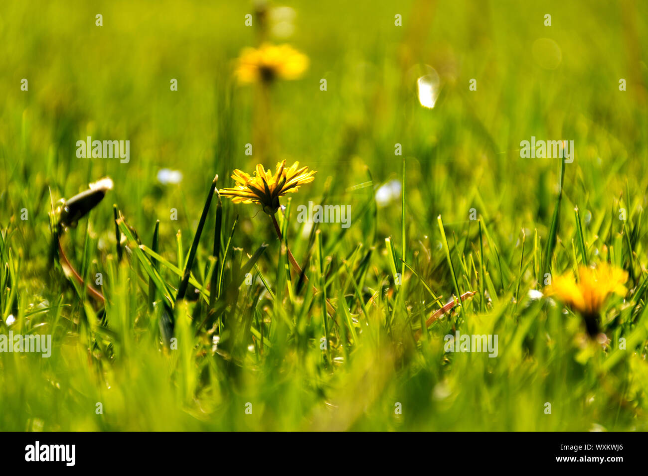 Close-up of dandelions in sunset background in orange and yellow Stock Photo