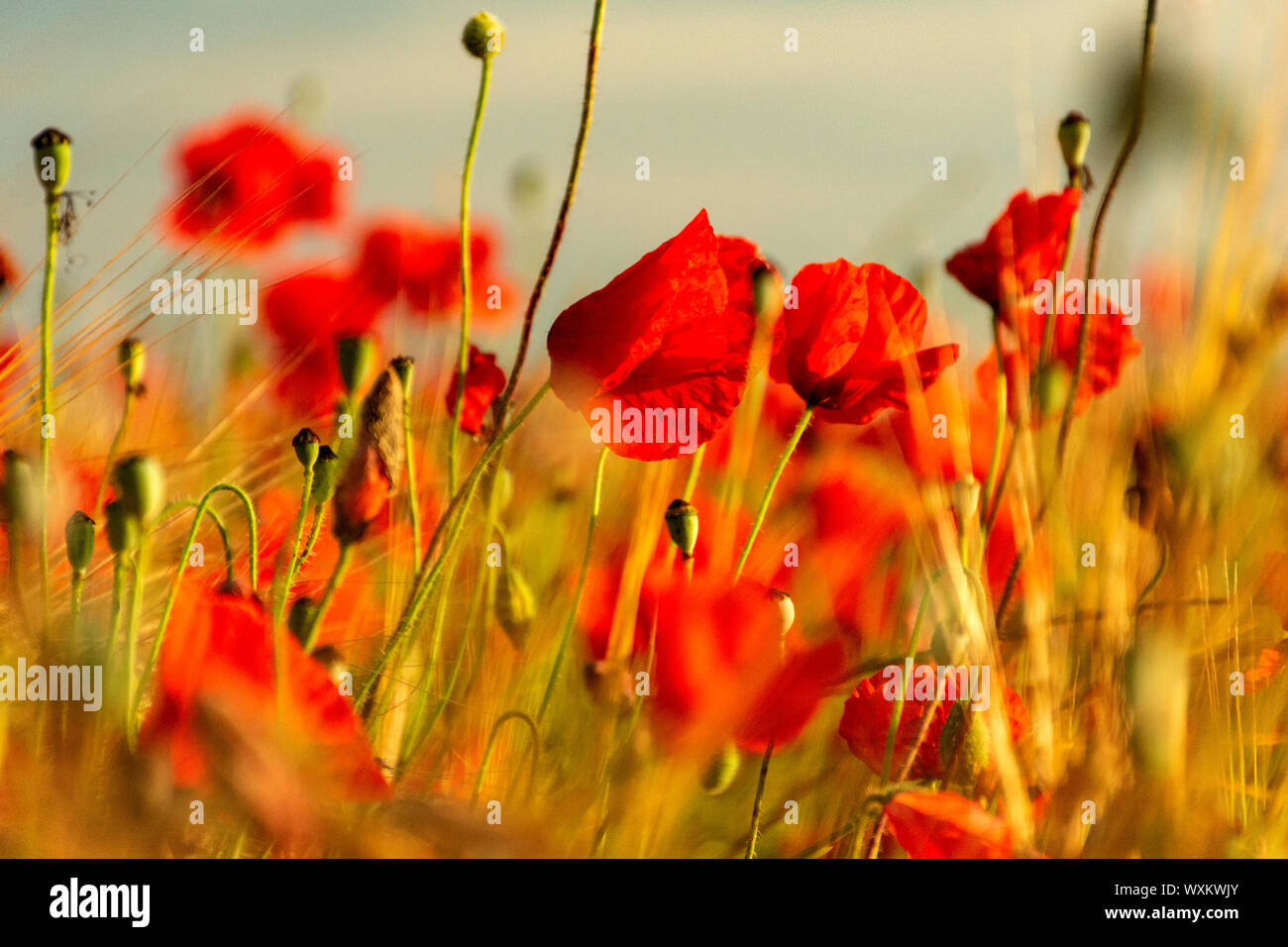 Red poppy, poppies, into a wheat field at sunset. Spikes of wheat gilded by the sun. Stock Photo