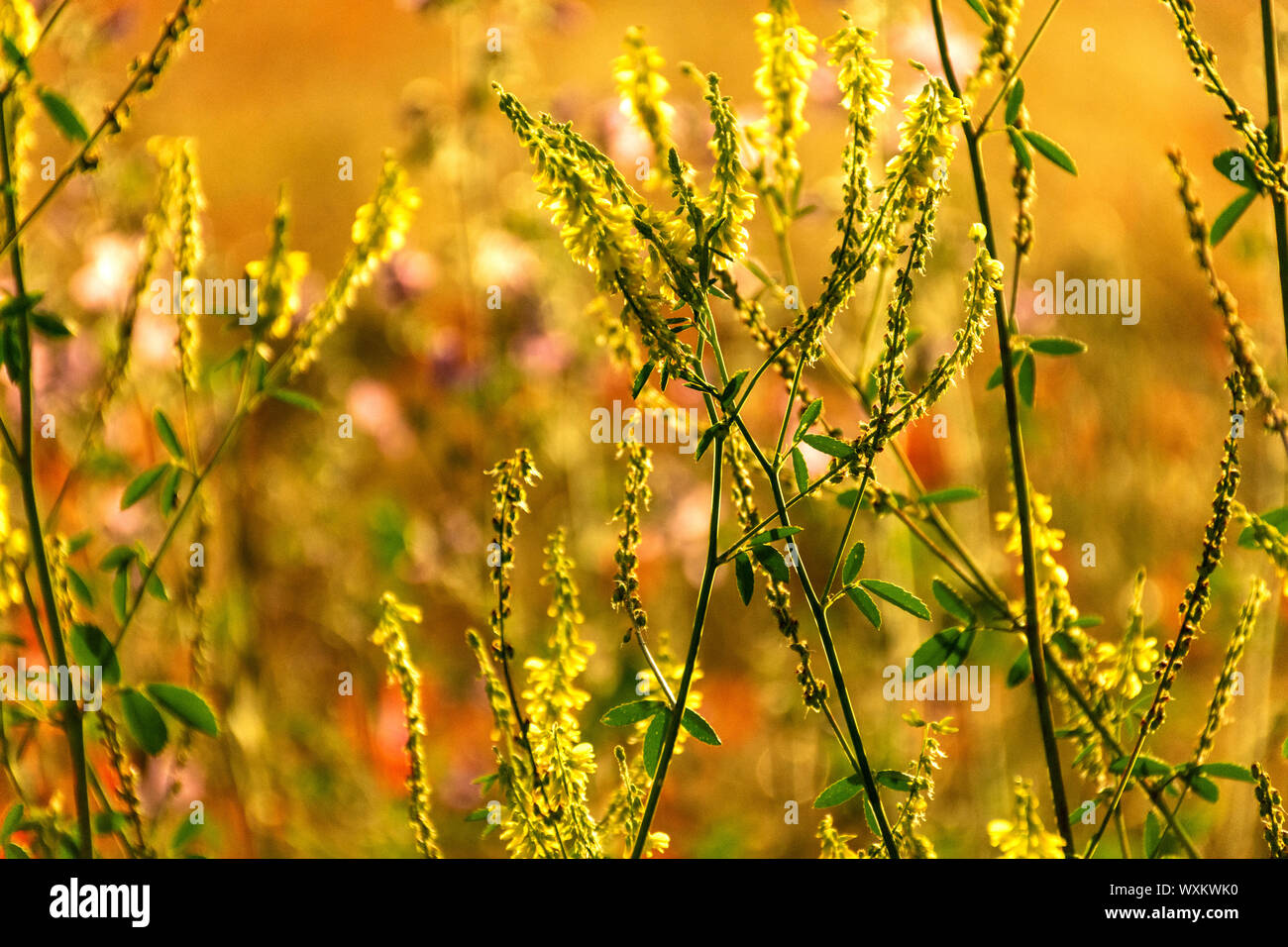 Close-up of wild flowers on natural green background in spring. Stock Photo