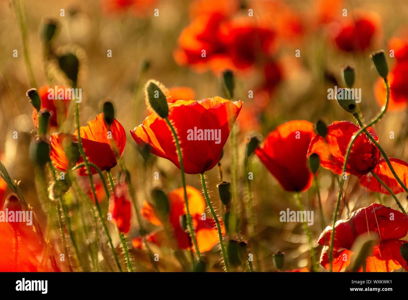 Red poppy, poppies, into a wheat field at sunset. Spikes of wheat ...