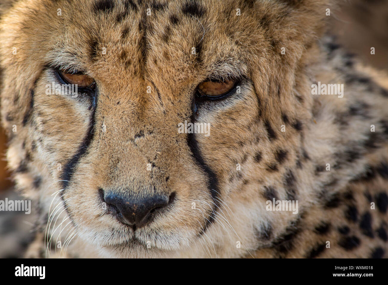 Close of head wild cheeta Stock Photo - Alamy