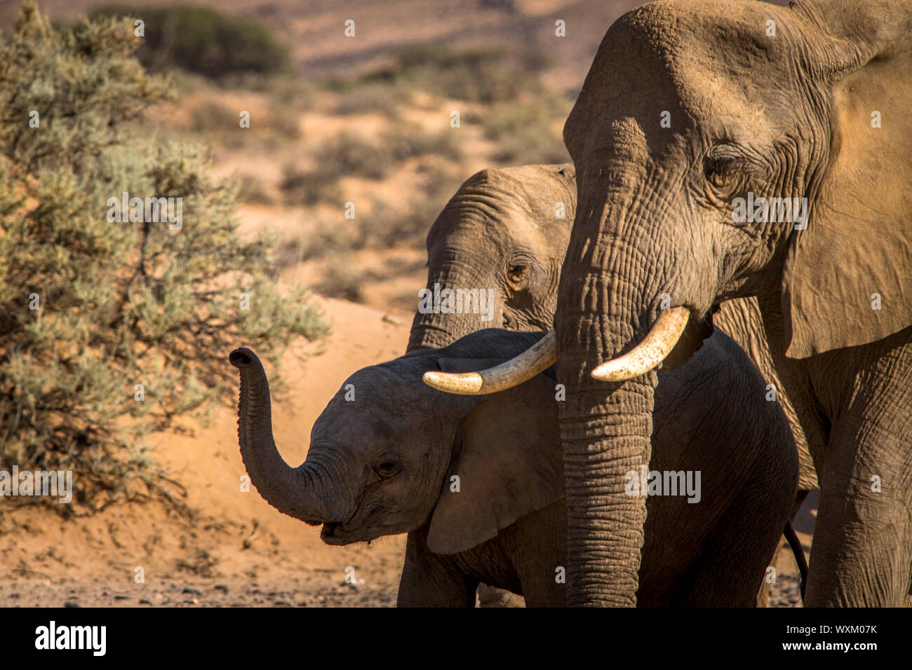 Family of three elephants Stock Photo - Alamy