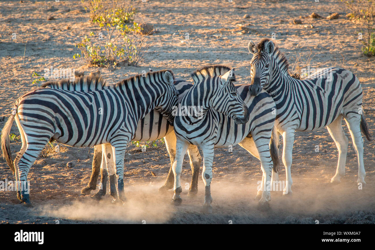 Desert zebra hi-res stock photography and images - Alamy
