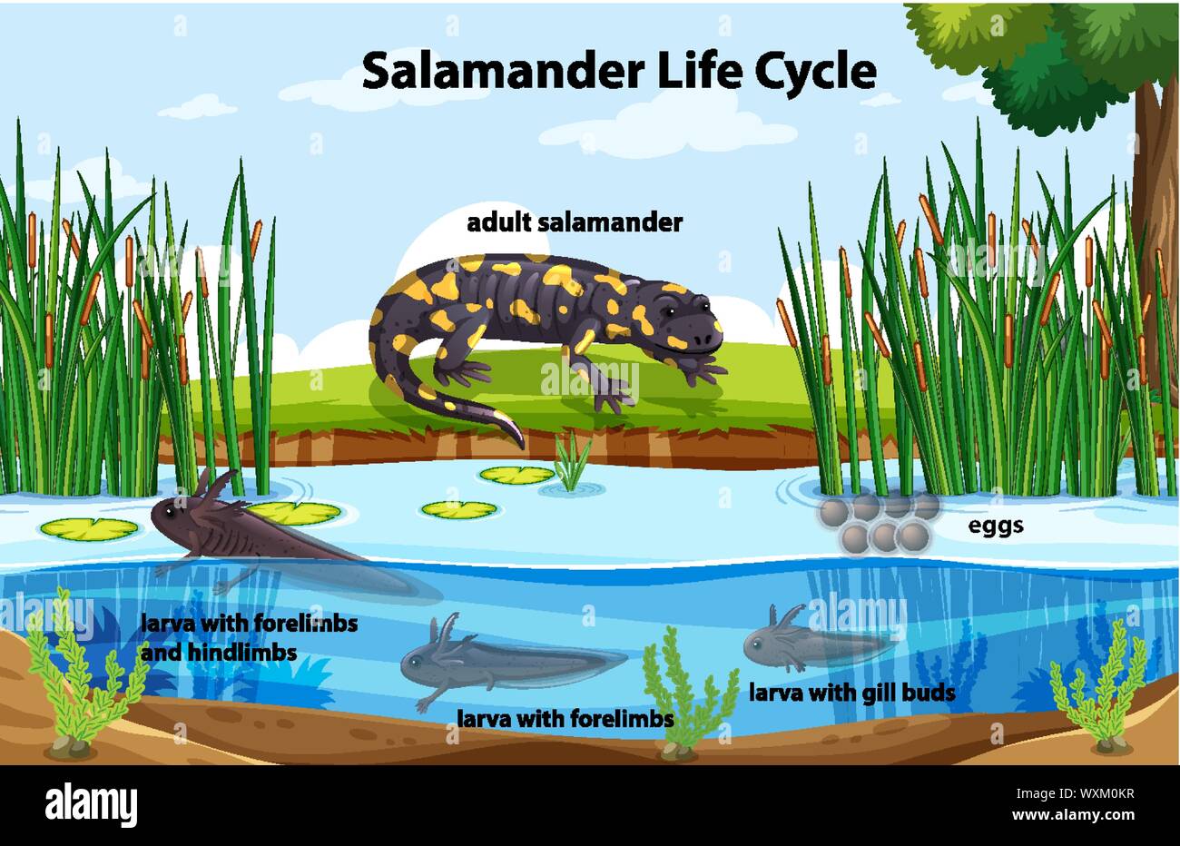 life cycle of a salamander