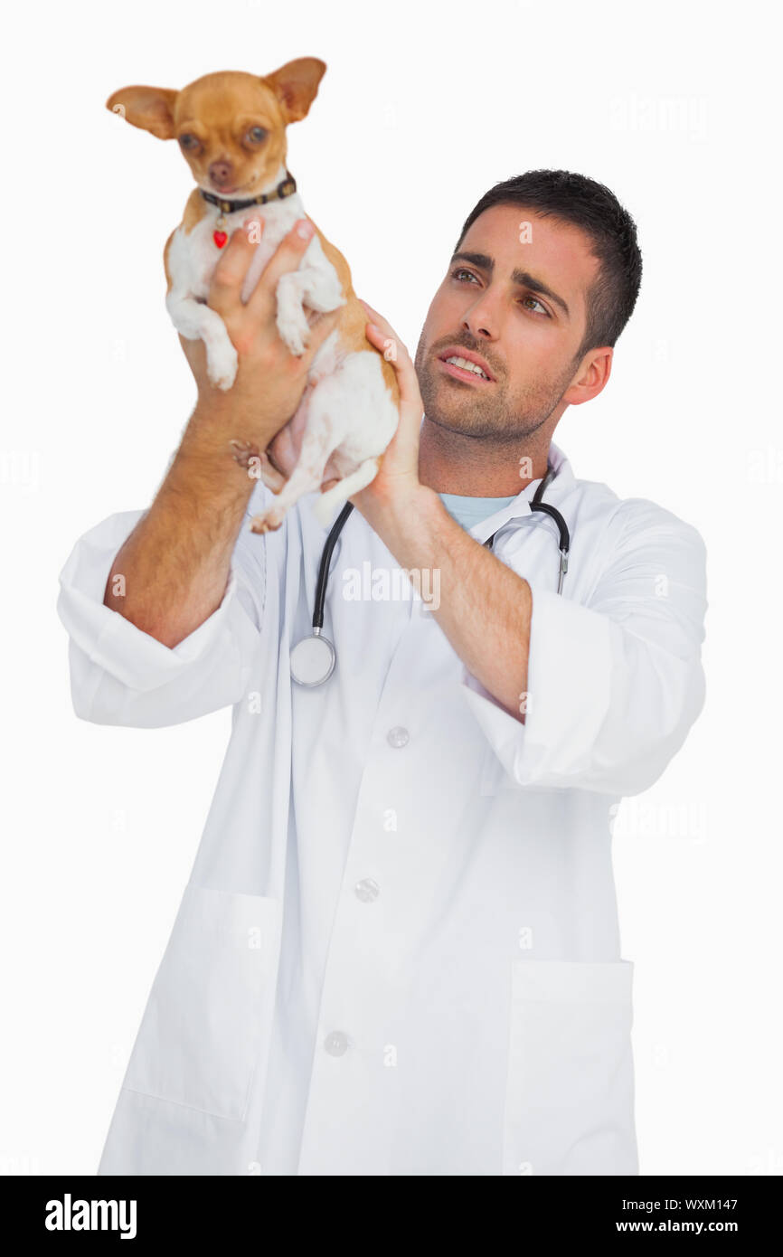 Worried vet holding chihuahua and checking it on white background Stock Photo