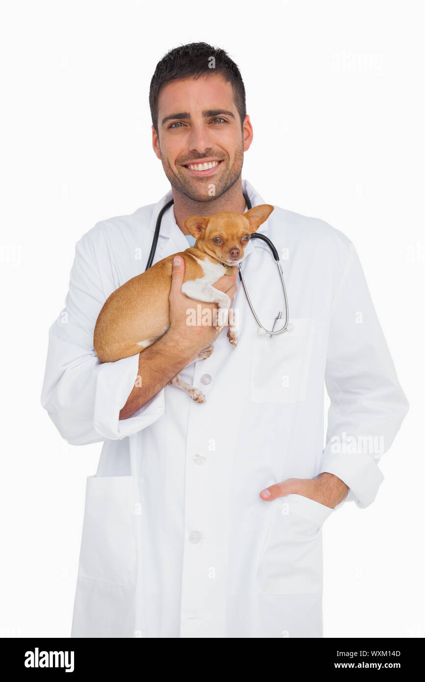 Smiling vet holding chihuahua on white background Stock Photo