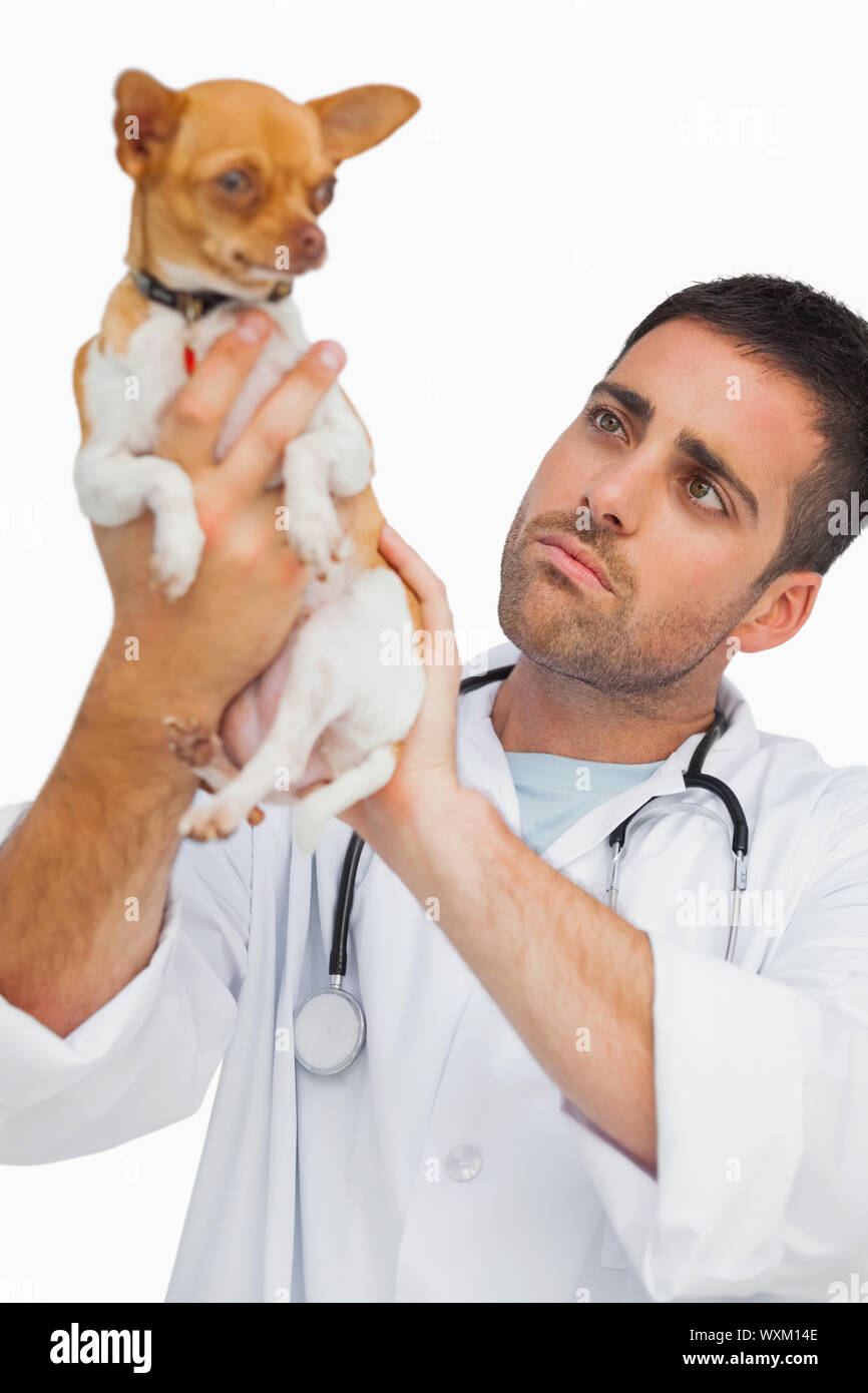 Concerned vet holding chihuahua and checking it on white background Stock Photo
