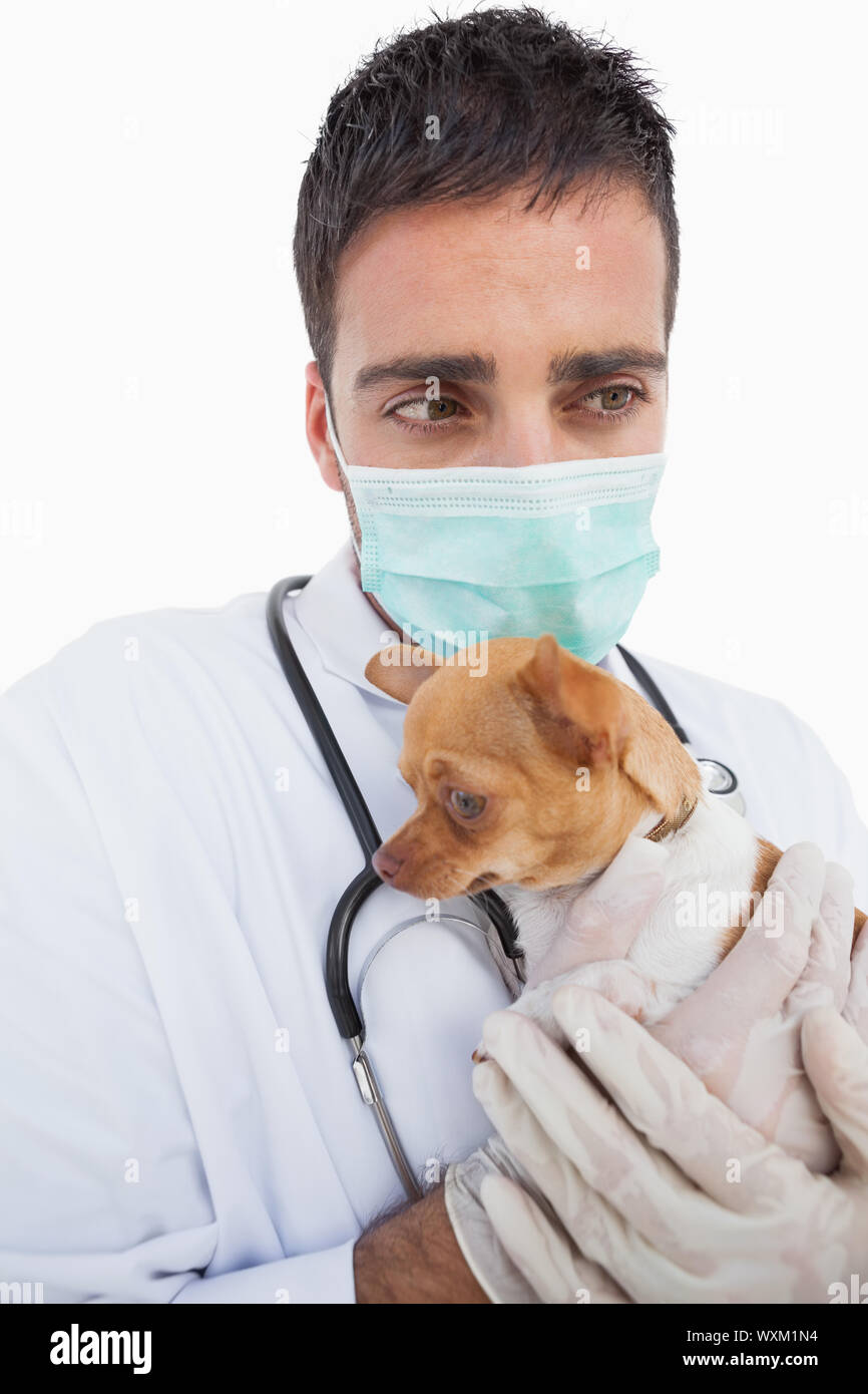 Worried male vet holding a sick chihuahua on white background Stock Photo