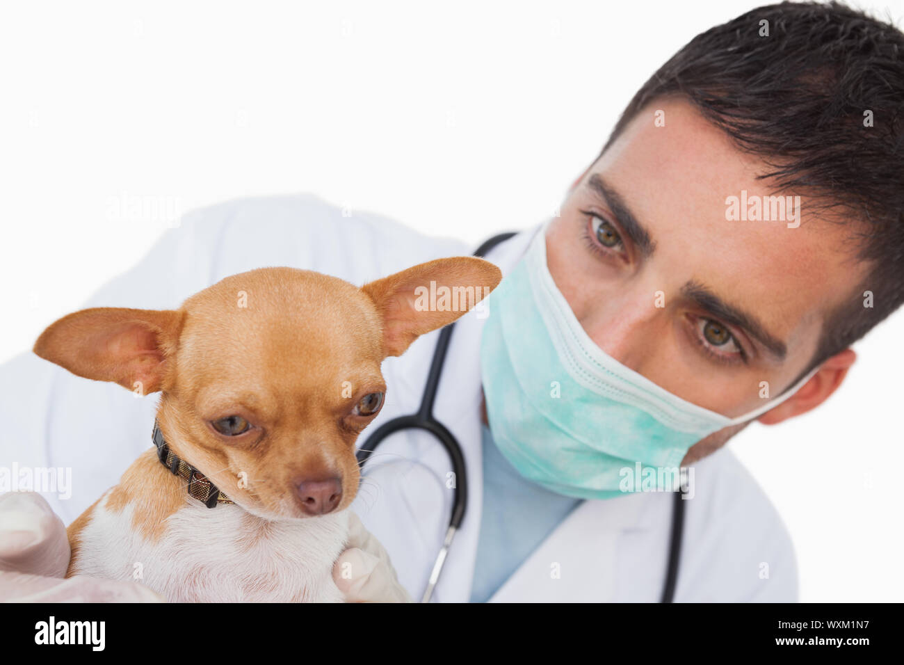 Worried male vet holding a cute chihuahua on white background Stock Photo
