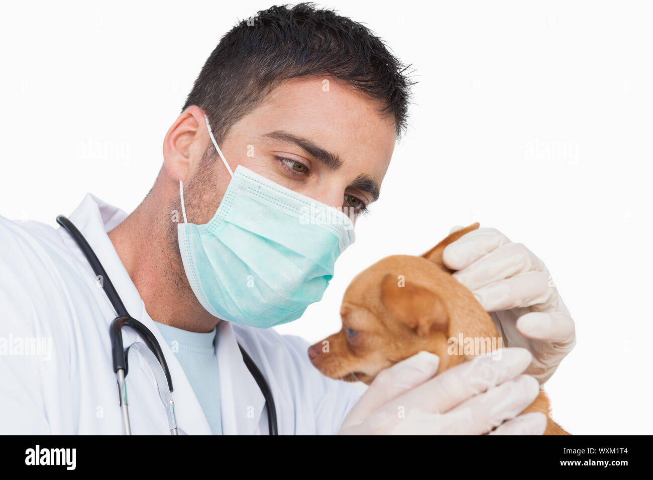Male vet holding and examining the ear of a chihuahua on white background Stock Photo
