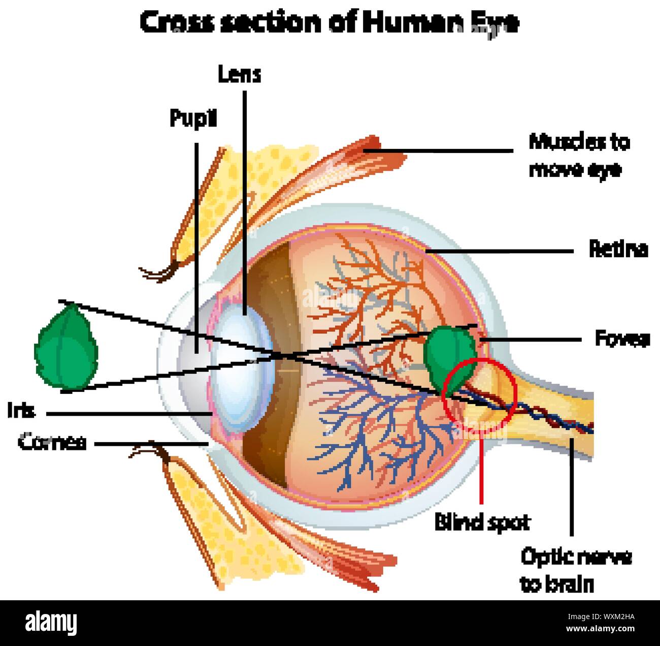 Drawing Diagram Cross Section High Resolution Stock Photography and ...
