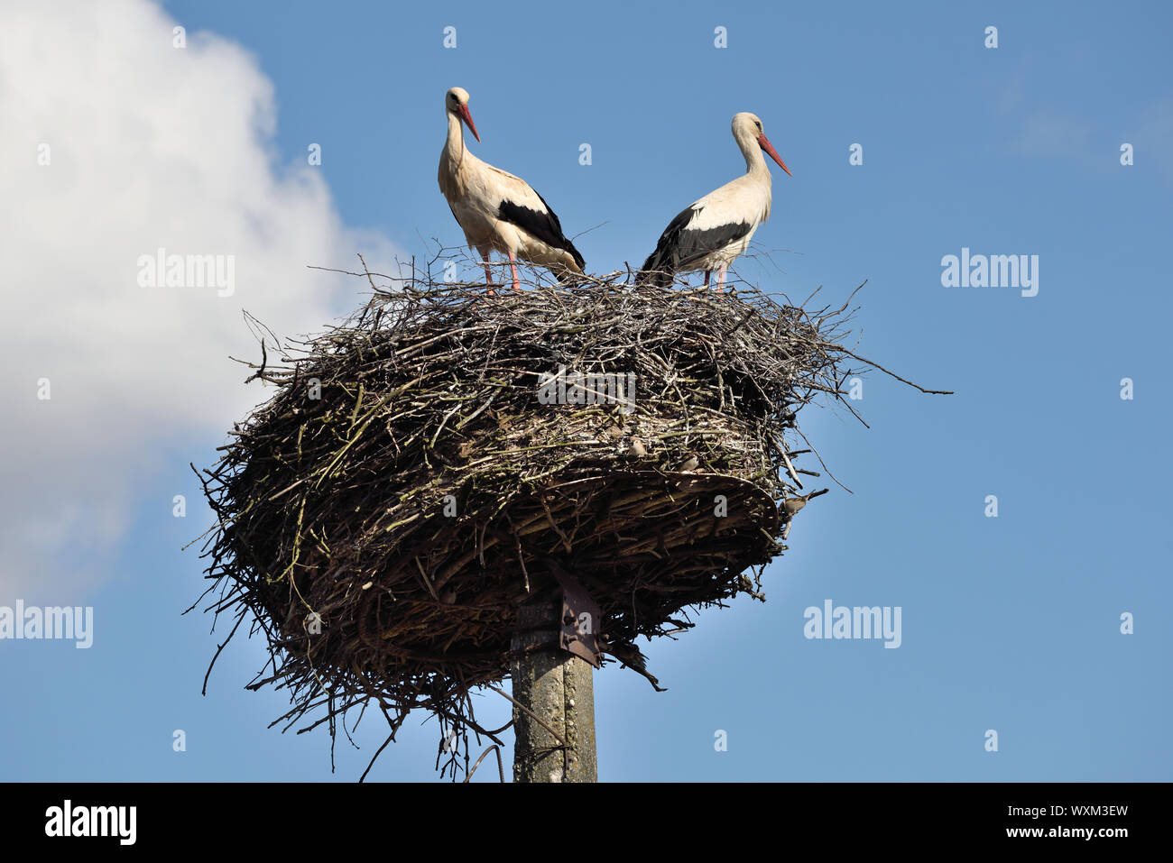 Storks in the nest, Lithuania, East Europe Stock Photo
