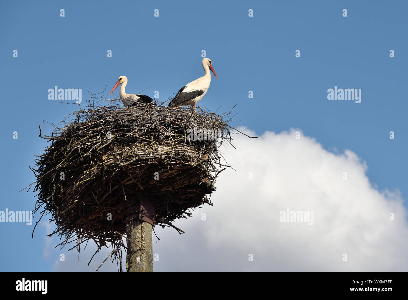 Storks in the nest, Lithuania, East Europe Stock Photo