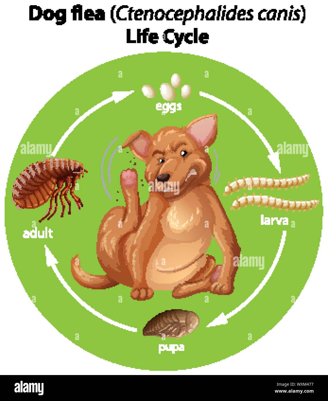 Diagram showing dog flea life cycle illustration Stock Vector