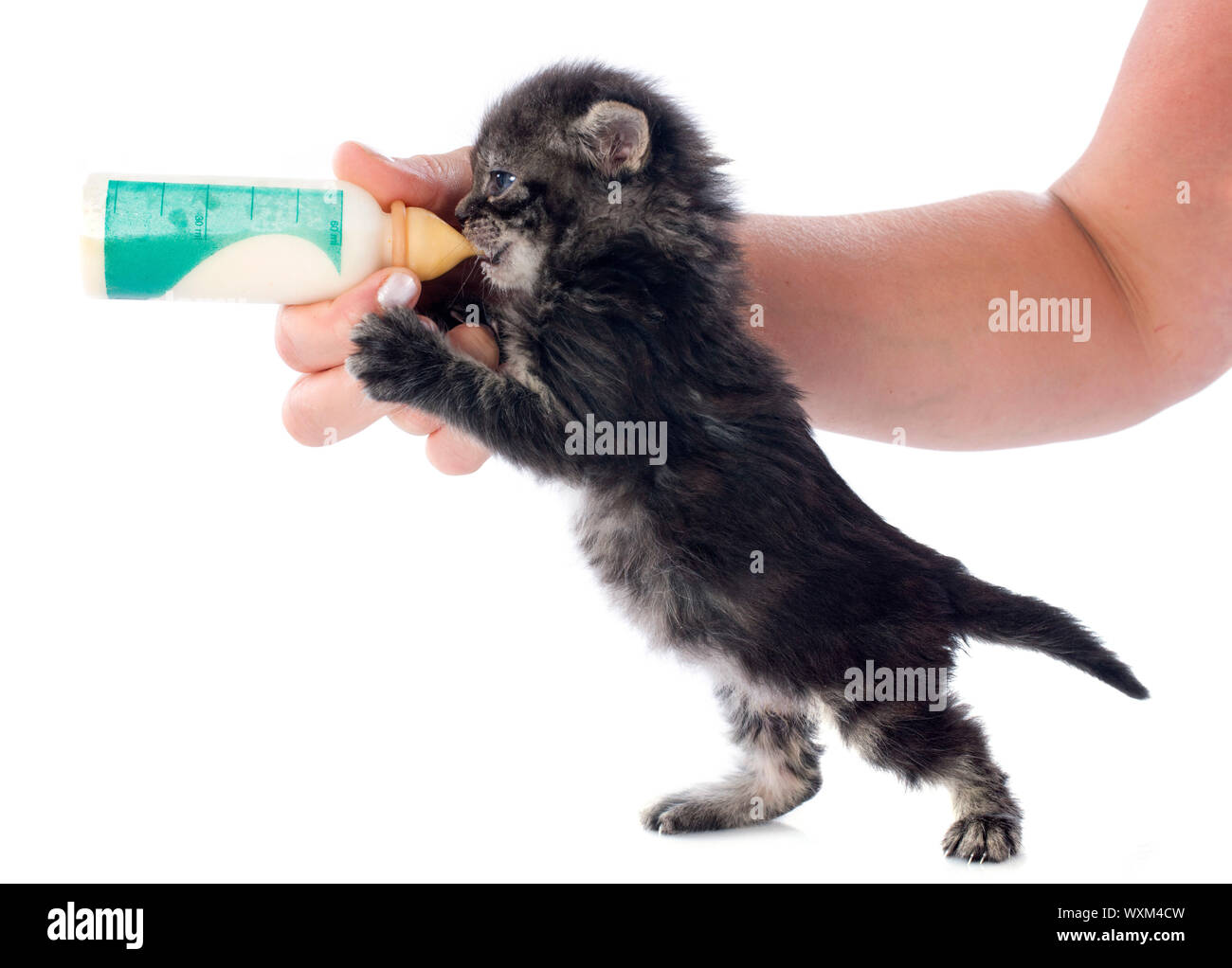 kitten and milk bottle in front of white background Stock Photo Alamy
