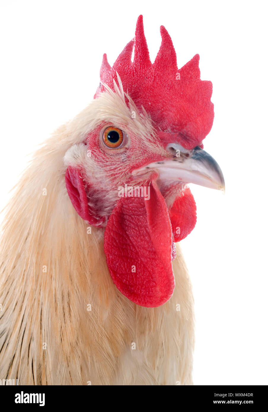 A sussex rooster upright on a white background Stock Photo