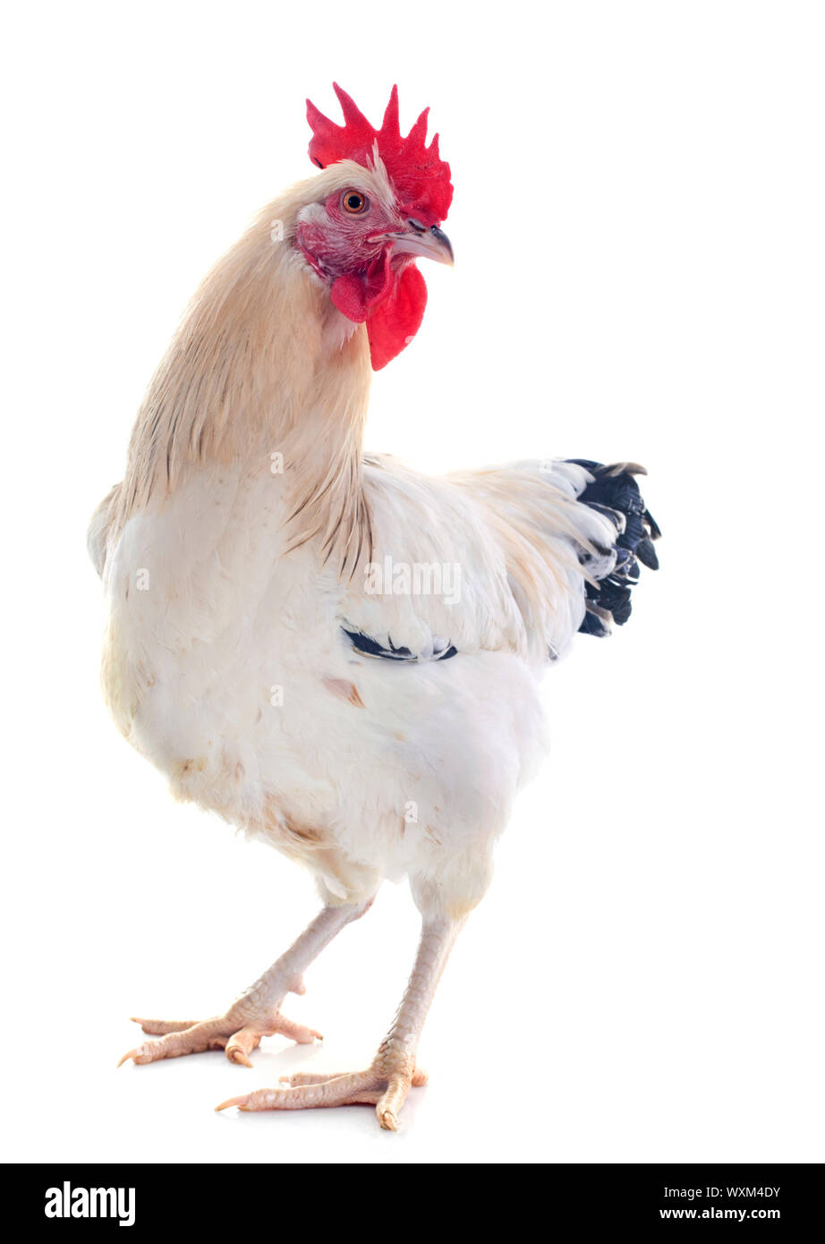 A sussex rooster upright on a white background Stock Photo