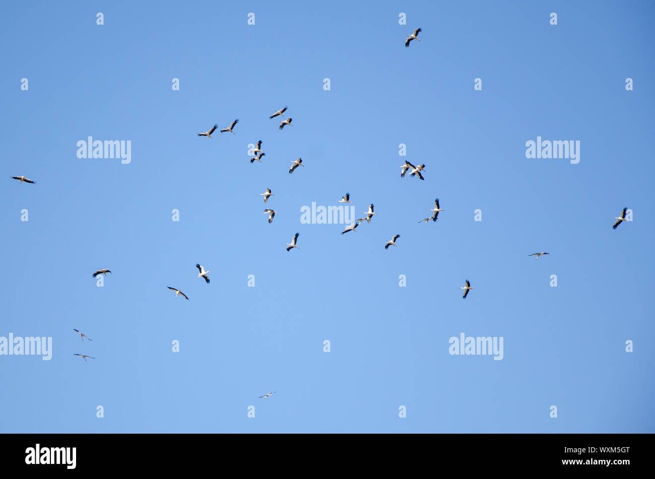 Flock of storks are flying into warm countries in autumn in the blue sky. Stock Photo