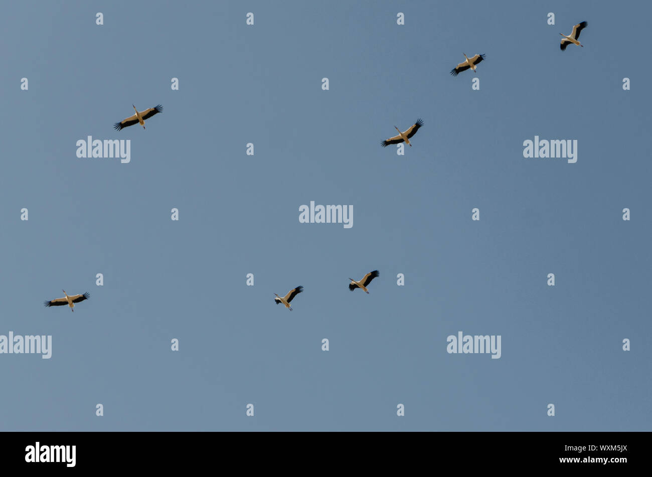 Flock of storks are flying into warm countries in autumn in the blue sky. Stock Photo