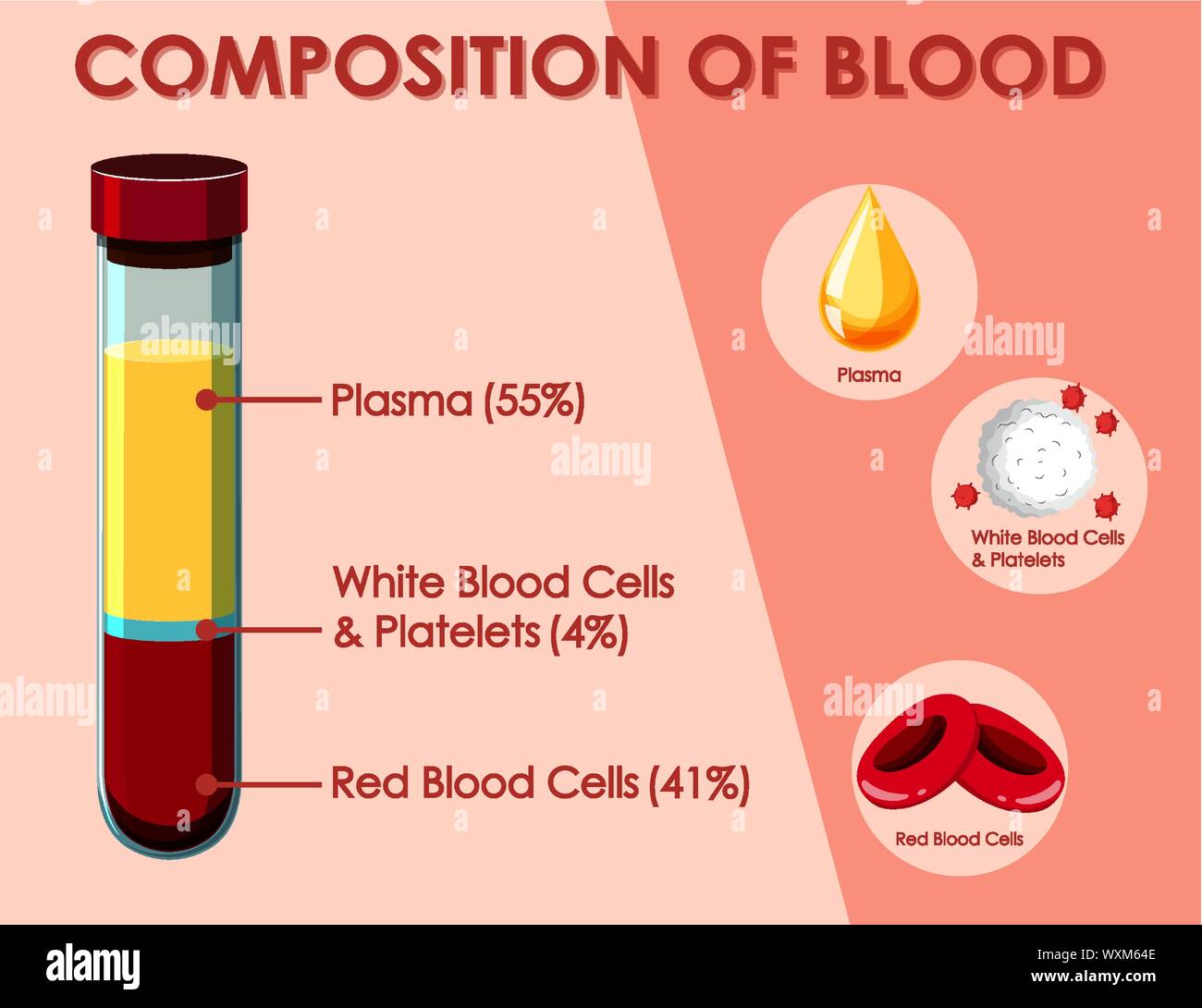 Diagram showing composition of blood illustration Stock Vector Image ...