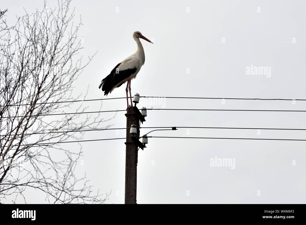Stork on the pole, Lithuania, East Europe Stock Photo