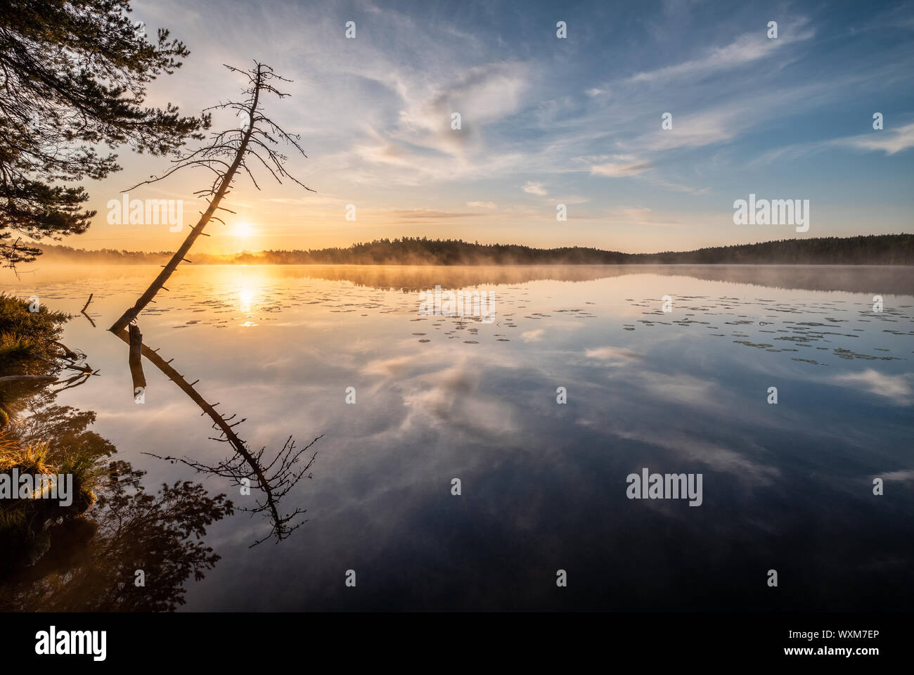 Beautiful sunrise landscape with tree reflection and calm lake at foggy summer morning in Finland Stock Photo