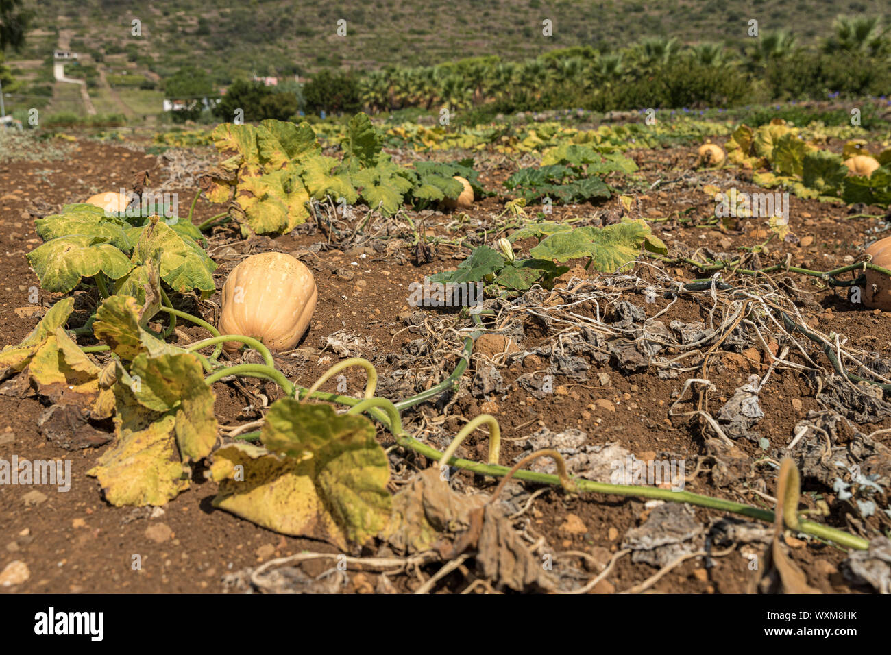 Pumpkin field. Pumpkins growing in a vegetable garden Stock Photo - Alamy