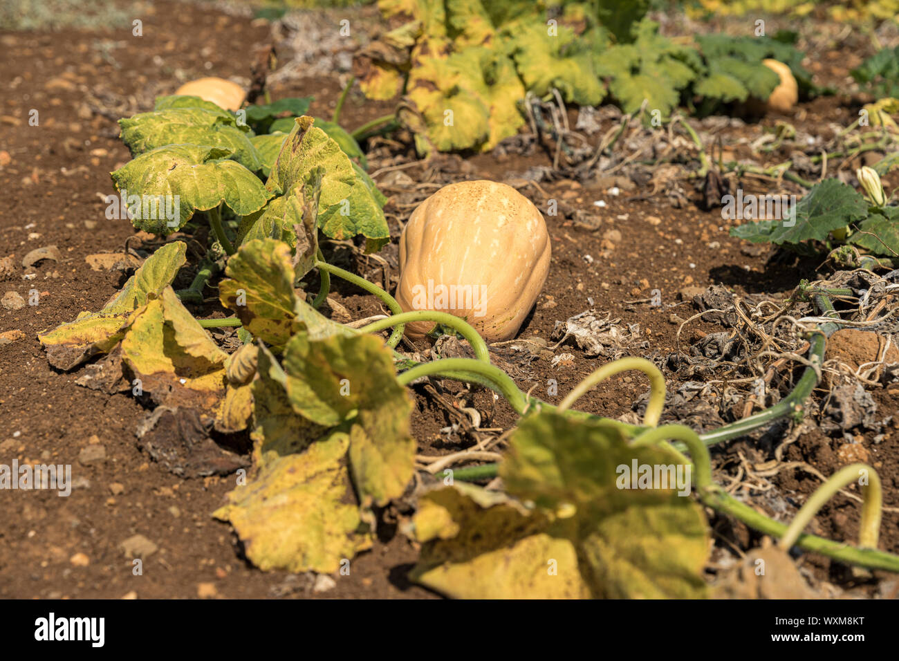 Pumpkin field. Pumpkins growing in a vegetable garden Stock Photo - Alamy