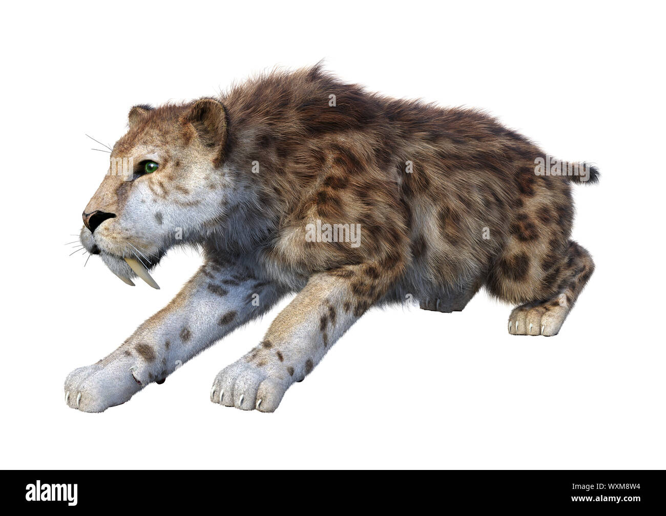 3D rendering of a sabertooth tiger isolated on white background Stock ...