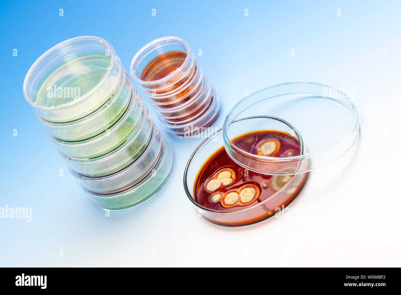 Mold growing in a Petri dish, on blue background Stock Photo - Alamy