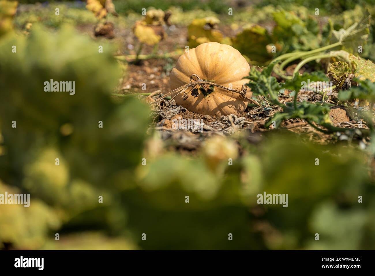 Pumpkin growing in the ground hi-res stock photography and images - Alamy