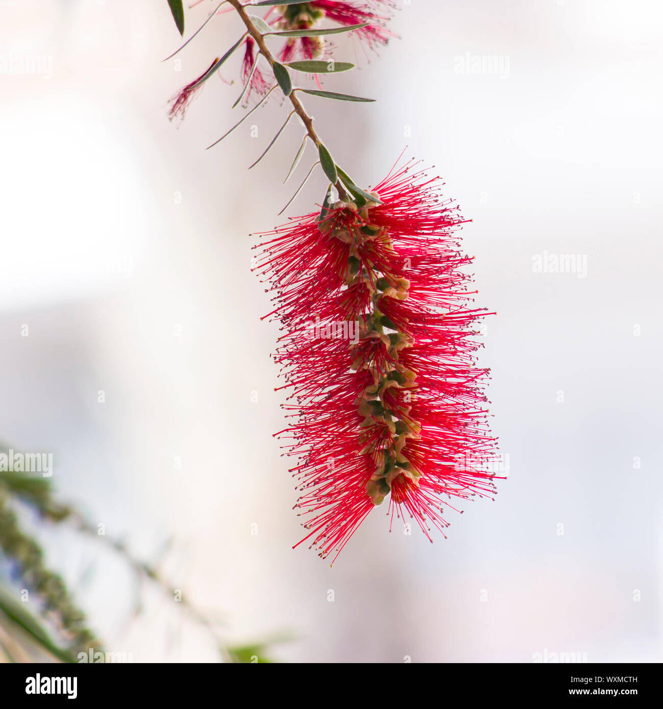 Red bottle-brush tree (Callistemon) flower Stock Photo - Alamy